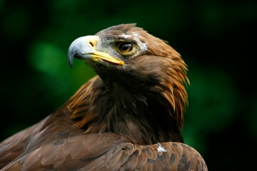 Obraz premium Golden Eagle's Face (Aquila Chrysaetos)