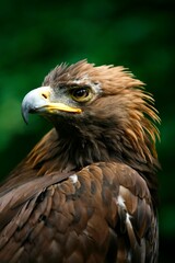 Obraz premium Golden Eagle's Face (Aquila Chrysaetos)