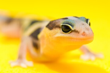 African Fat-Tailed Gecko