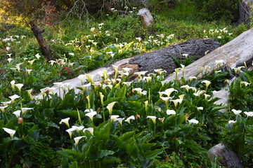 Park with white calla lily flowers