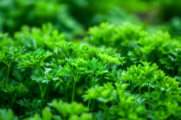 Close up of lush green foliage on plants