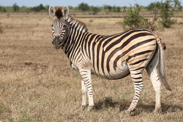 Naklejka premium Steppenzebra / Burchell's zebra / Equus quagga burchellii.
