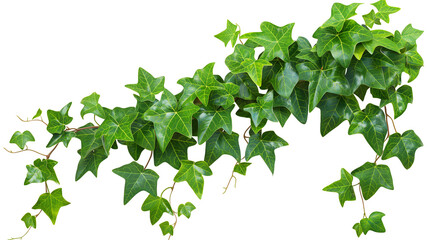 Cutout ivy with lush green foliage. Climbing plants in summer isolated on a transparent background