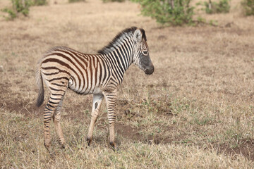 Steppenzebra / Burchell's zebra / Equus quagga burchellii.