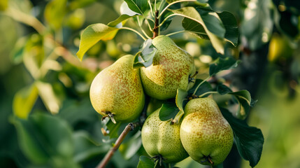 Four pears hanging from a tree branch in the sun
