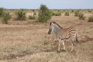 Steppenzebra / Burchell's zebra / Equus quagga burchellii.
