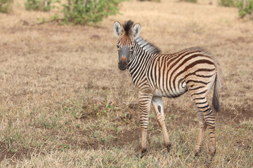 Steppenzebra / Burchell's zebra / Equus quagga burchellii.