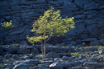 Tree In Rocky Landscape, The Burren, County Clare, Ireland