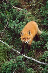 Red Fox (Vulpes Vulpes)
