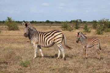 Fototapeta na wymiar Steppenzebra / Burchell's zebra / Equus quagga burchellii..