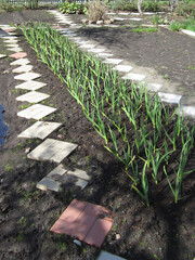 View of vegetable bed with new sprouts of green onions in early spring.