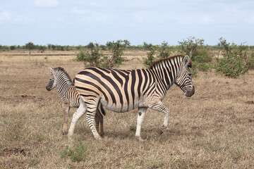Steppenzebra / Burchell's zebra / Equus quagga burchellii..