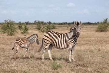 Steppenzebra / Burchell's zebra / Equus quagga burchellii..