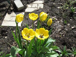 Beautiful blooming yellow tulip buds in the bright spring sunshine.