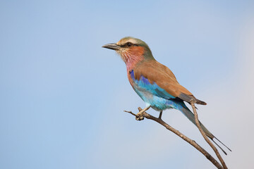 Gabelracke / Lilac-breasted roller / Coracias caudata