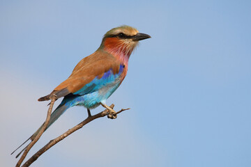 Gabelracke / Lilac-breasted roller / Coracias caudata