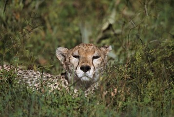 Cheetah Reclining In Vegetation, East Africa