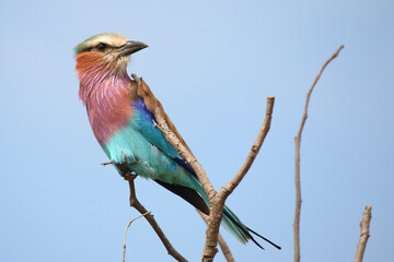 Gabelracke / Lilac-breasted roller / Coracias caudata