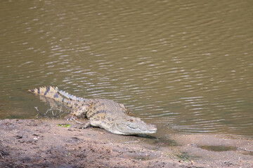 Nilkrokodil / Nile crocodile / Crocodylus niloticus