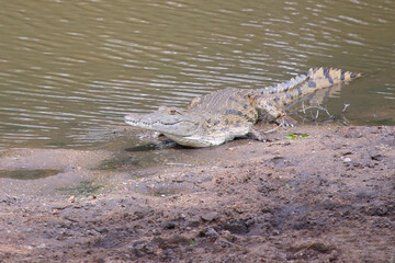 Nilkrokodil / Nile crocodile / Crocodylus niloticus