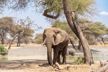 A female African elephant emerges from a lake where her herd had been drinking in Tarangire...