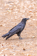 Black crow standing on hiking path in park