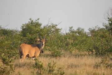 Fototapeta premium Elenantilope / Eland / Taurotragus oryx