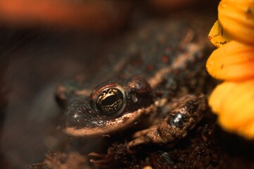 Toad With Flower