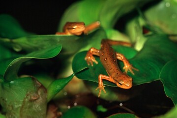 Two Newts On Leaves