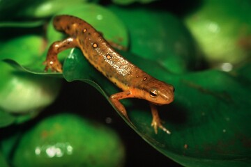 Newt On A Leaf