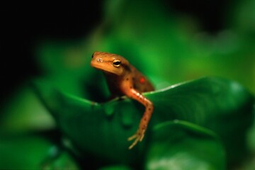 Newt On Leaf