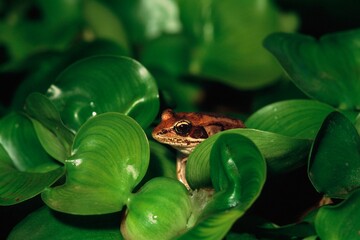 Frog Hiding In Leaves