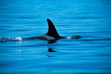 Fototapeta premium Dorsal Fin Of Killer Whale
