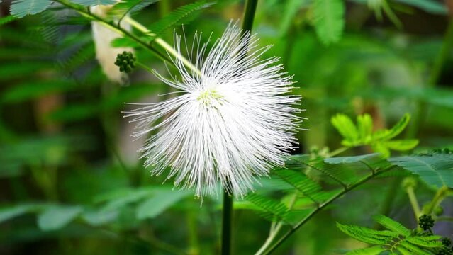 Kaliandra putih (Calliandra tetragona, Zapoteca tetragona) flower. Calliandra is a plant that is widely planted on cliffs to resist erosion.