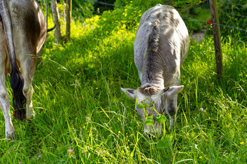 Cow herd of breed Rätisches Grauvieh grazing on meadow on a sunny spring evening at Swiss City of...