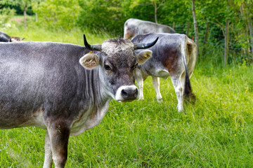 Cow herd of breed Rätisches Grauvieh grazing on meadow on a sunny spring evening at Swiss City of Zürich on a sunny spring evening. Photo taken May 17th, 2024, Zurich, Switzerland.
