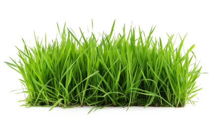 green grass isolated on a transparent background