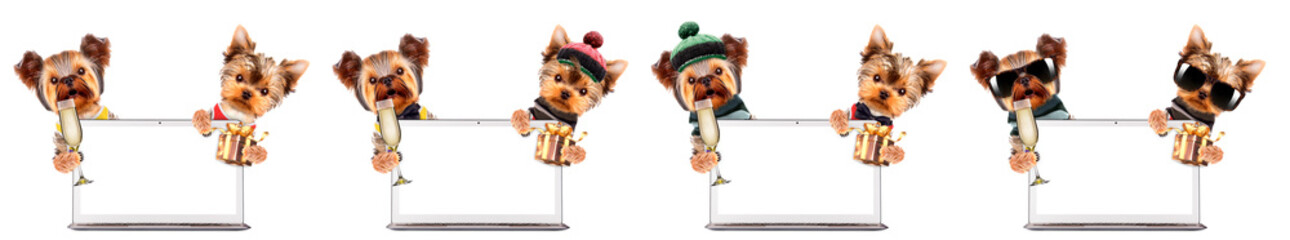 Funny dogs holding champagne and bundles of money