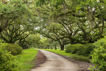 Avenue of the Oaks in Beaufort, South Carolina.