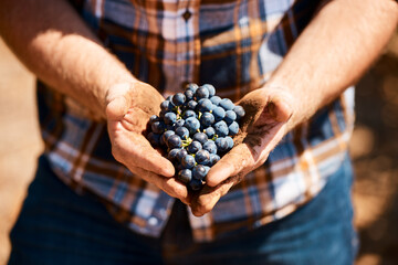 Fruit, grapes and hands of winemaker in outdoor for harvest, growth or agriculture in countryside....
