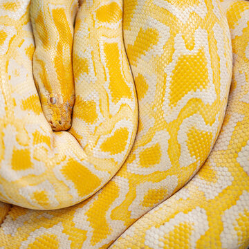 A yellow python wrapped in a circle