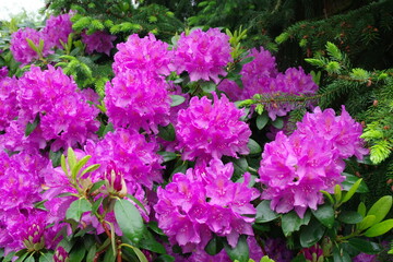 Rhododendren