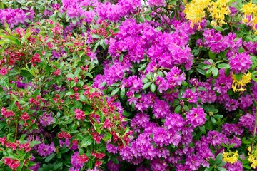 Rhododendren Weigelie