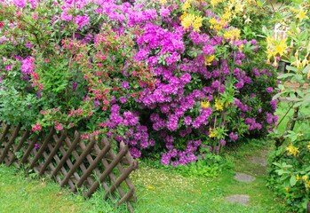 Rhododendren