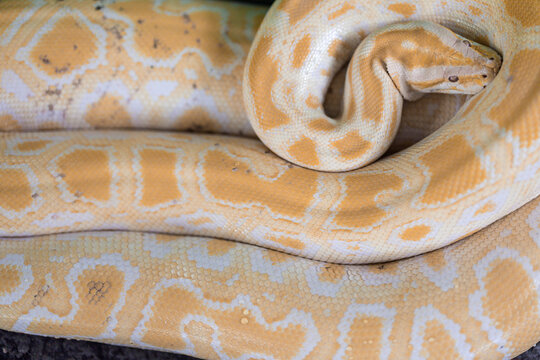 Close-up of a coiled yellow and white python resting in the Philippines