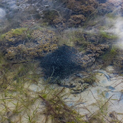 A small school of fish in a tidal pool