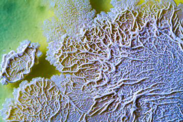 bacterial film on the surface of the nutrient medium