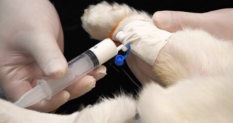 Close-up of anesthesia medication being administered into an intravenous catheter on a dog's paw in...