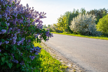 Fresh blooming lilac and road in May evening light in Kangari in Latvia