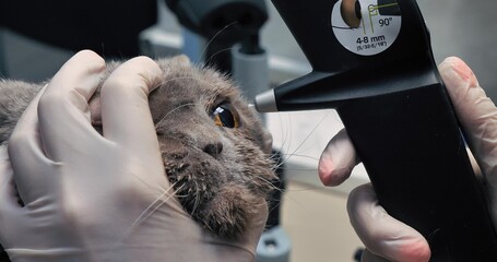 A veterinary ophthalmologist checks a cat's eye pressure with a machine. At the veterinary clinic,...